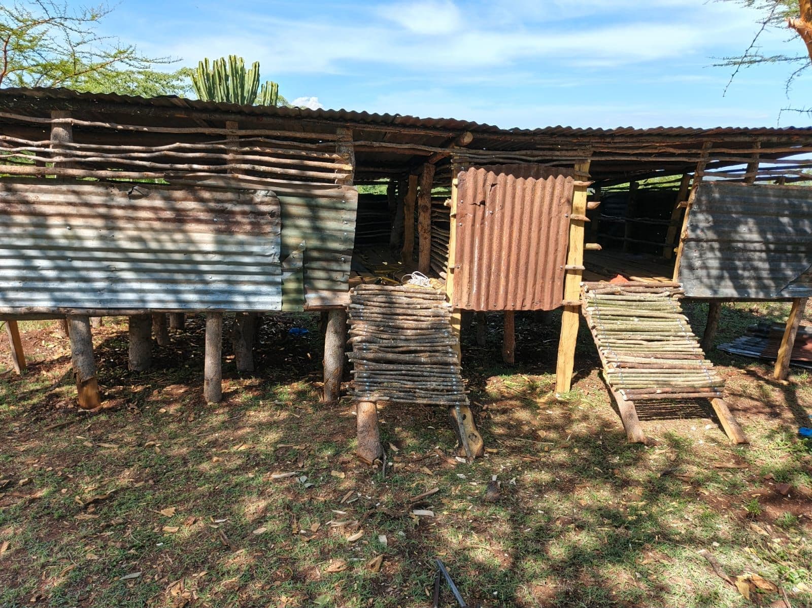 The goat house seen from outside in full sun: a long timber-framed structure on stilts, walled with corrugated iron sheets of different ages, with two ladder-like timber ramps leading up to the entrances.