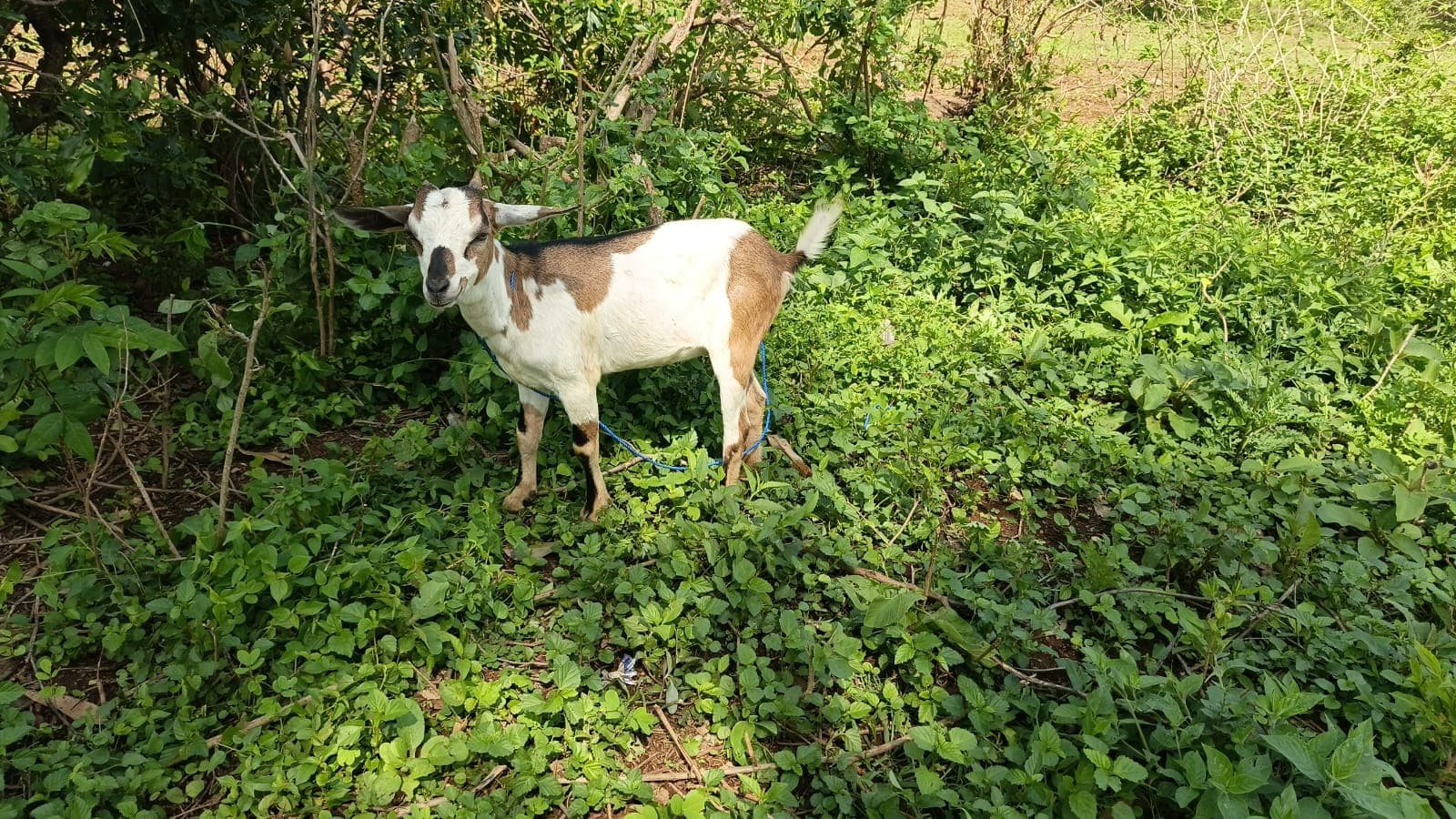 A white and brown doe with a blue tether standing in thick green undergrowth at the edge of the farm, looking towards the camera with shrubs and saplings behind her.