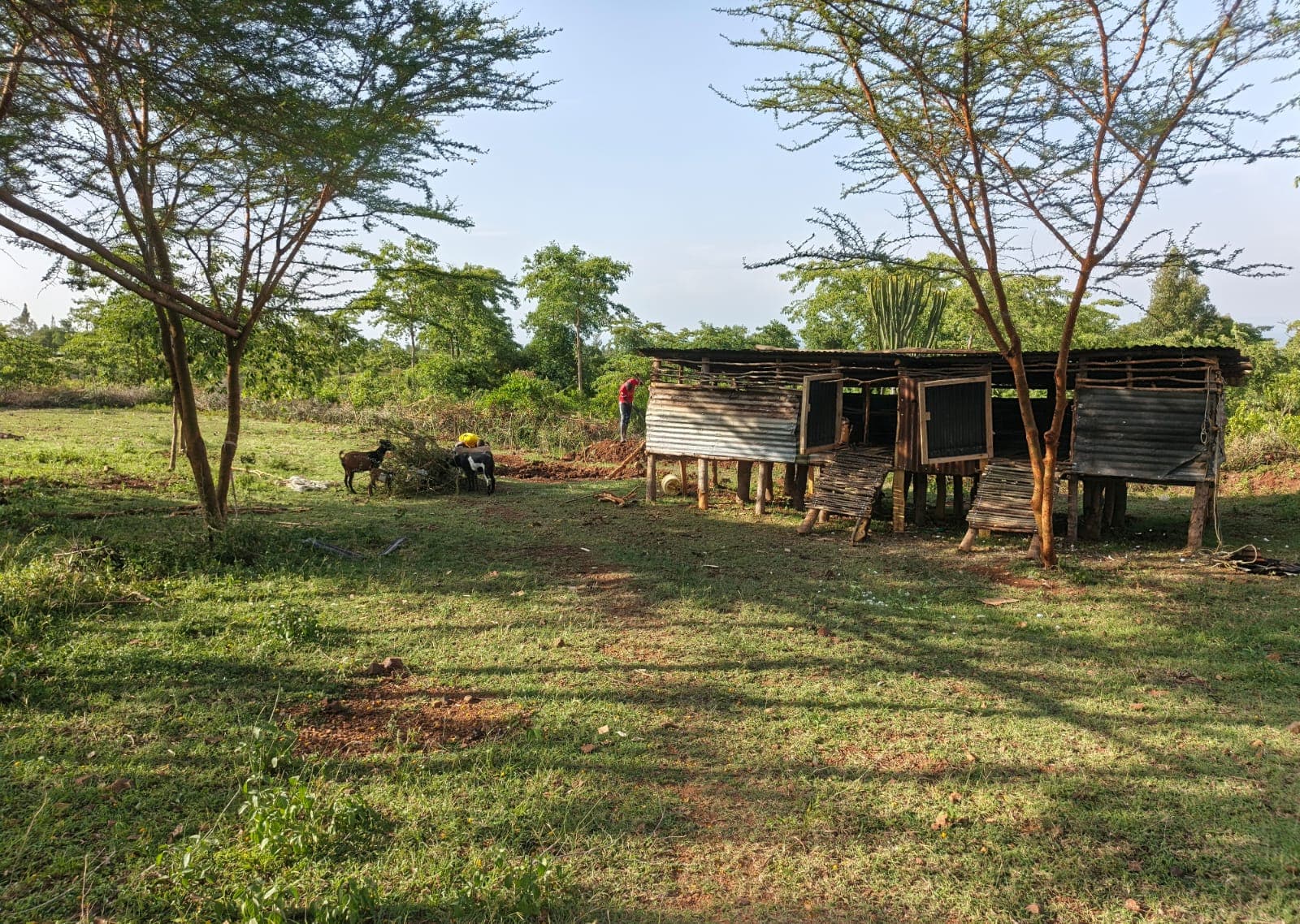 The GirSiko goat house raised on timber stilts with iron-sheet walls and timber access ramps, standing under acacia trees on open grass. Two goats graze to the left and two people are working on the ground behind the house.