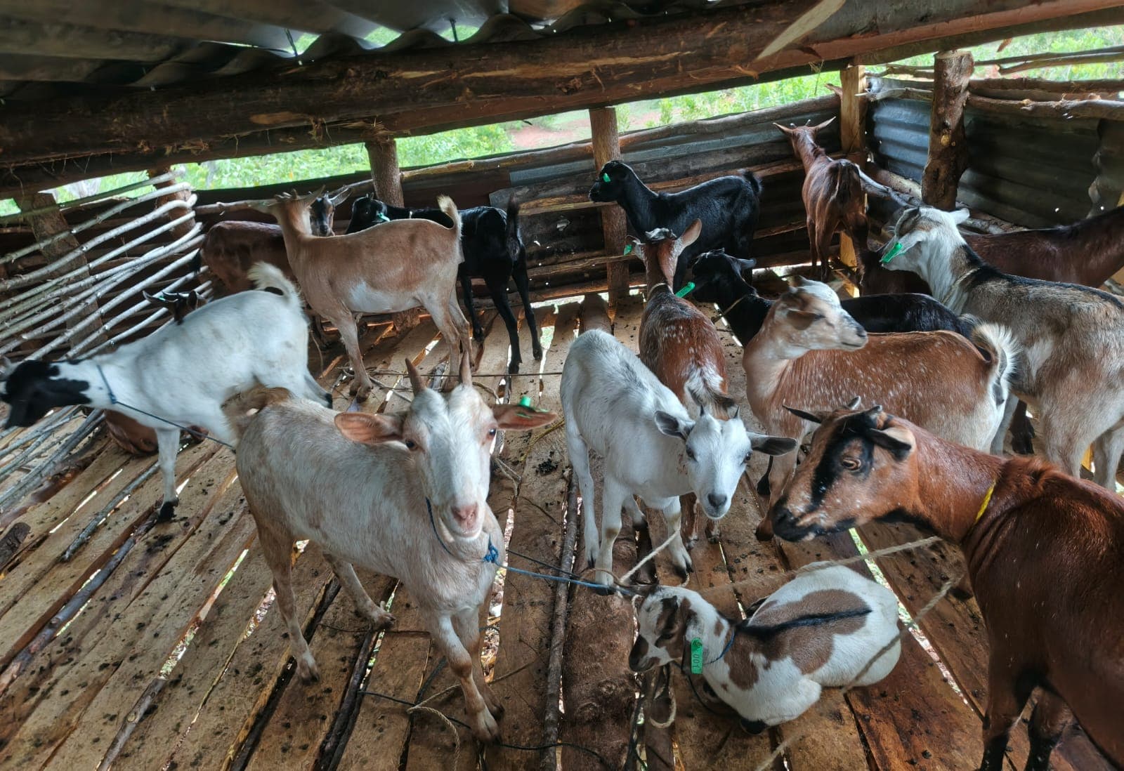 The herd inside the goat house from a lower angle, showing the split-timber floor, the woven stick wall and the iron-sheet roof. Several goats wear green ear tags; one lies down in the foreground.