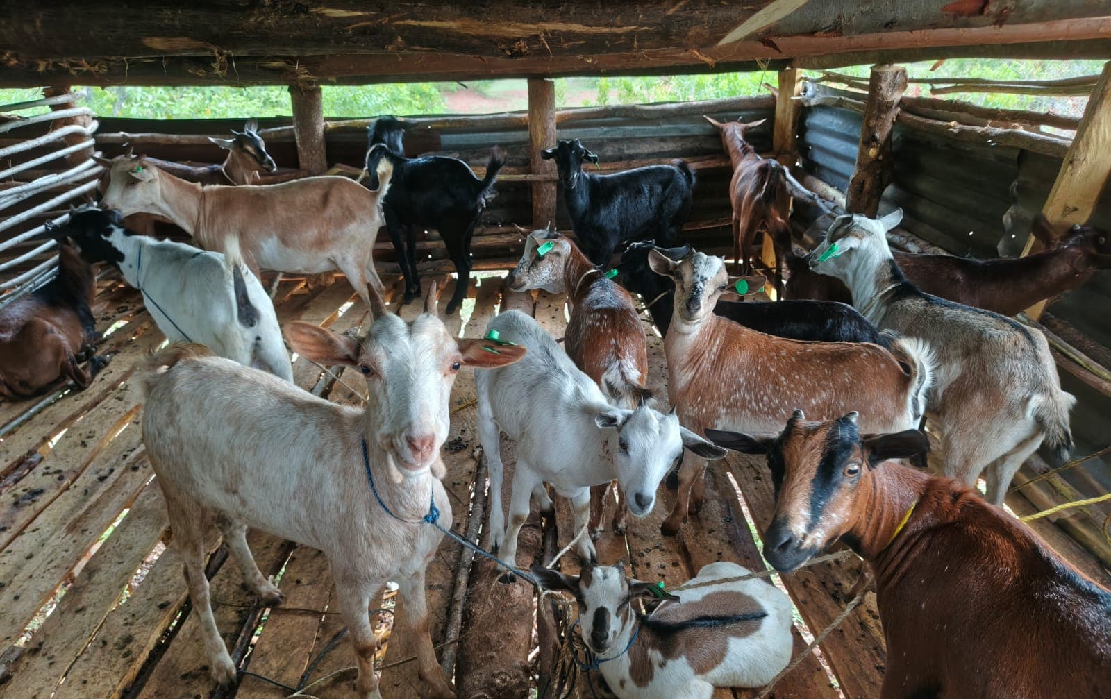 Around fifteen goats standing on the raised slatted timber floor of the GirSiko goat house. Several wear numbered green ear tags. A cream-white doe on a blue tether looks directly at the camera.