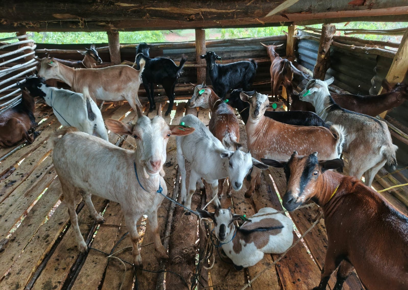 Wider view of the same group of goats on the slatted floor of the goat house, with the timber frame, iron-sheet walls and green bush beyond the open sides.