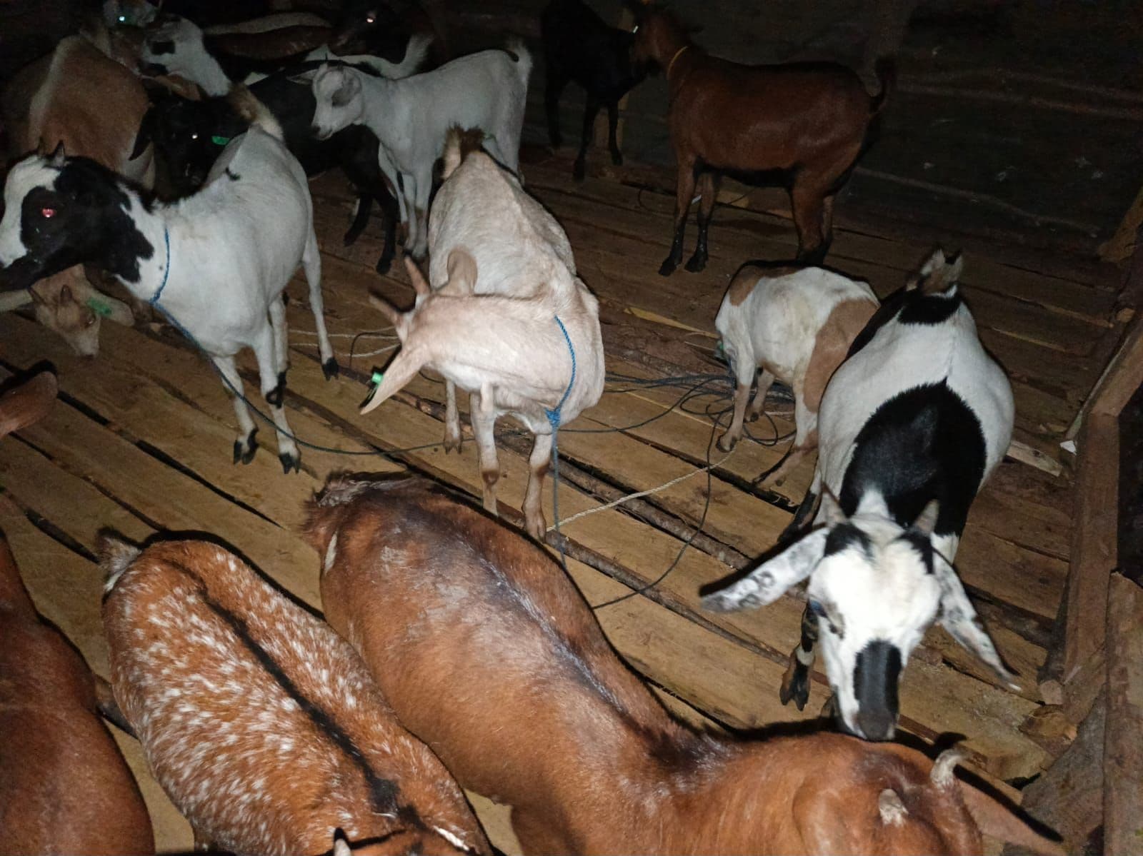The herd housed at night on the slatted timber floor, lit by a single light. Goats stand and lie tethered on the boards, some wearing green ear tags.