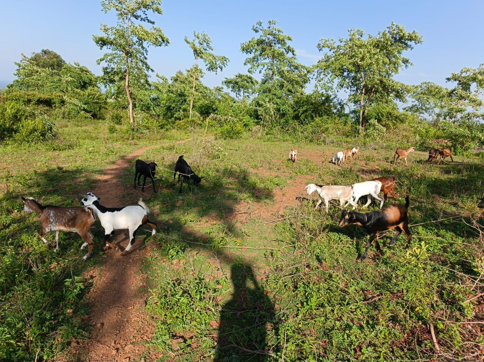 About a dozen goats spread across open ground on the GirSiko farm, some on a red footpath and others in low green scrub, with tall trees behind them and Lake Victoria faint on the horizon.