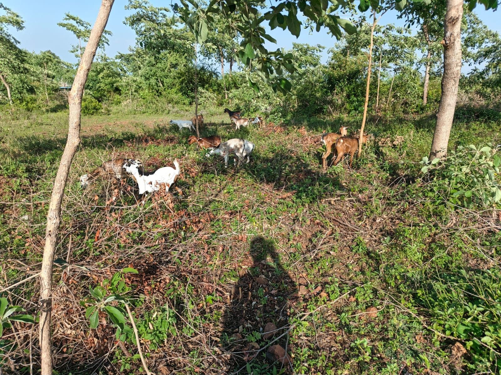 Goats feeding on cut brush among trees at the edge of the GirSiko farm, several with their heads down in the leaves and others moving through the green undergrowth.