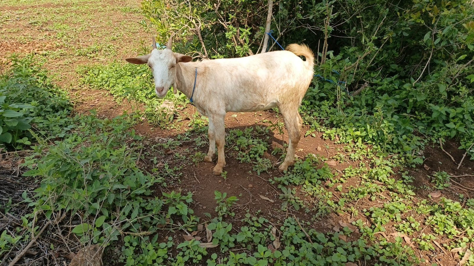 A cream-white doe with a pale ear tag and a blue neck tether standing on bare red soil beside dense green bush at the GirSiko farm.